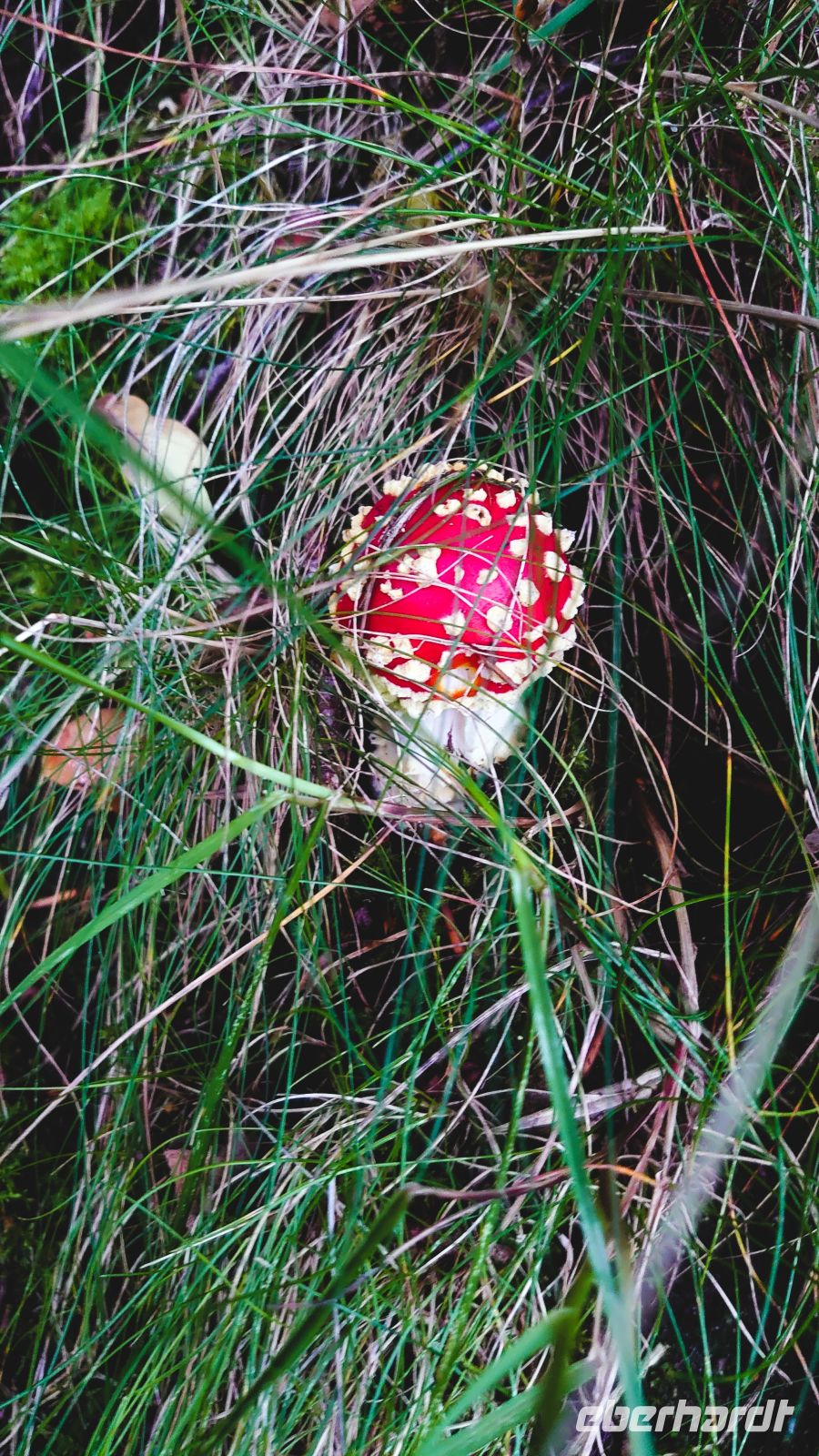 218 Auf dem Weg zur Fischtreppe, Pitlochry