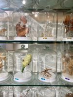 Königlicher Botanischer Garten