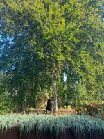 Royal Botanic Garden