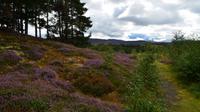 247 Highland Folk Museum