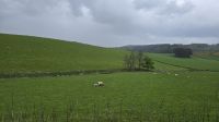 Fotostopp mit Schäfchen &ndash; &copy; Marlies Thrum (Eberhardt TRAVEL)