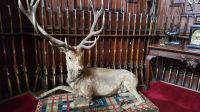 in der EInganshalle von Blair Castle &ndash; &copy; Marlies Thrum (Eberhardt TRAVEL)