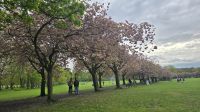 Kirschblüten in den Meadows &ndash; &copy; Marlies Thrum (Eberhardt TRAVEL)