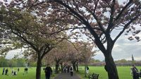Kirschblütenallee  &ndash; &copy; Marlies Thrum (Eberhardt TRAVEL)