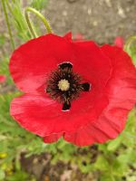 Klatschmohn &ndash; &copy; Britta Martini-Miles (Eberhardt TRAVEL)