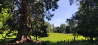 249 Dryburgh Abbey , Borders