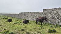 Shetland Ponies &ndash; &copy; Sinah Witzig (Eberhardt TRAVEL)