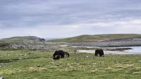 Mousa &ndash; &copy; Sinah Witzig (Eberhardt TRAVEL)