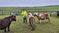 Carol und ihre Shetland Ponies &ndash; &copy; Sinah Witzig (Eberhardt TRAVEL)