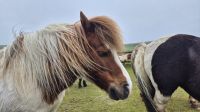 Shetland Pony &ndash; &copy; Sinah Witzig (Eberhardt TRAVEL)