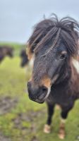 Shetland Pony &ndash; &copy; Sinah Witzig (Eberhardt TRAVEL)