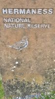 Hermaness Nature Reserve &ndash; &copy; Sinah Witzig (Eberhardt TRAVEL)