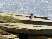 Papageientaucher auf Noss &ndash; &copy; Sinah Witzig (Eberhardt TRAVEL)