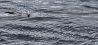Otter &ndash; &copy; Sinah Witzig (Eberhardt TRAVEL)