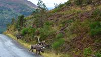 268 Cairngorm Mountains - Rentiere