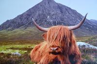 282 Highlander