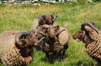 288 Isle of Man,  Cregneash, Manx Loaghtan Schafe