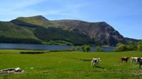 304 Nordwales, Fahrt mit der Welsh Highland Railway, Llyn Cwellyn