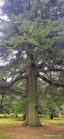 317 Zedern bei Dryburgh Abbey