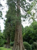 Tag 5 - 4 Killerton House and Gardens (14)