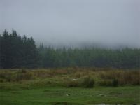 Tag 6 - 1 Dartmoor  ... wie man es kennt(1)