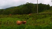 345 Galloways