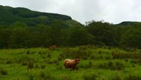 347 Galloways