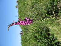 Pembrokshire Coast NP
