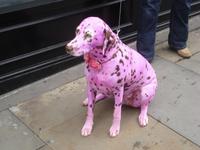 Shrewsbury - Princess