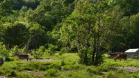 400 Glenfinnian, Hirsche
