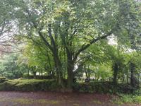 403_Dartmoor