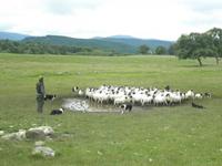 Working Sheepdogs