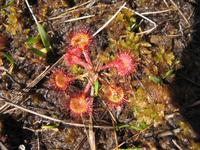 Rannoch Moor - Sonnentau