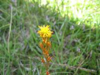 Clen Coe - Pflanzenwelt