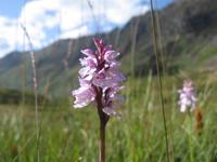 Glen Coe - Knabenkraut