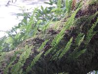 Moos und Farn an Bäumen