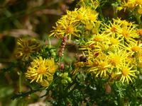 Aussichtspunkt am Loch Tulla