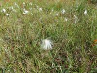 Glen Coe - Pflanzenwelt
