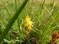 Glen Coe - Pflanzenwelt