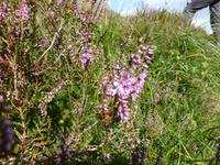 Glen Coe - Pflanzenwelt