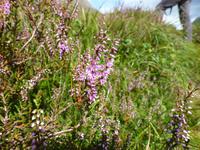 Glen Coe - Pflanzenwelt