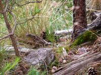 Rothiemurus Forest - Wanderung