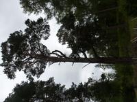 Rothiemurus Forest - Wanderung