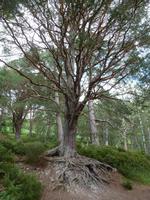 Rothiemurus Forest - Wanderung