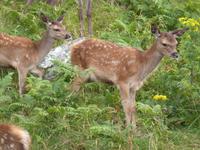 Rothiemurus Forest -Wildgehege