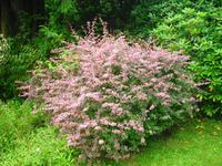 Morgengruß in Cornwall