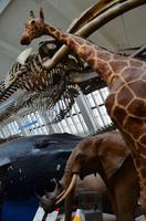 128 Natural History Museum