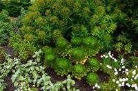530 Inverewe Garden