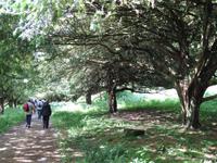 Inveraray - Eibenallee