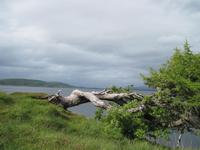 Am Dunstaffnage Castle